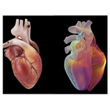modello di cuore